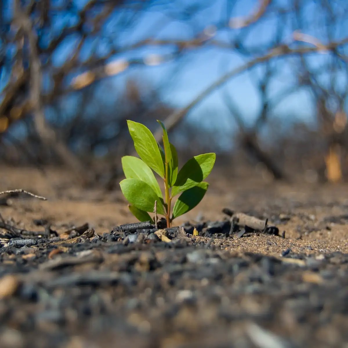 Biodiversidad y Recursos Naturales Renovables